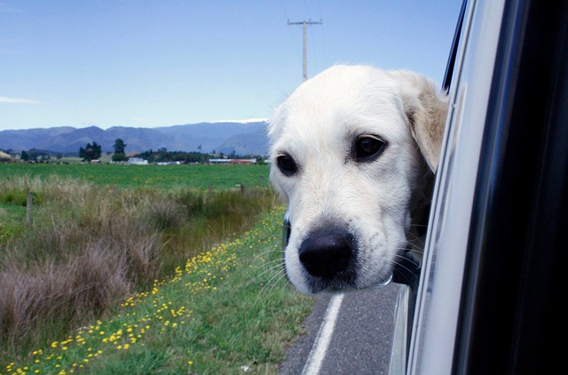 Hund auf Reisen