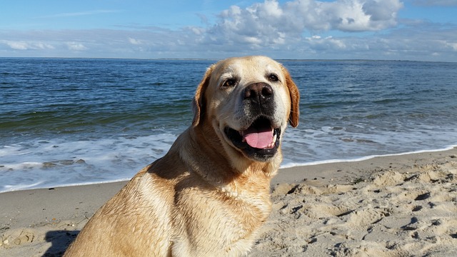Hund am Meer Quelle: Pixabay