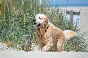 golden-retriever-strand
