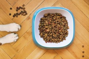 hundesnack in schale